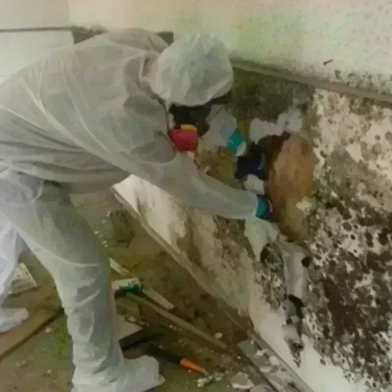 Mold Remediation and Removal in Guin, AL